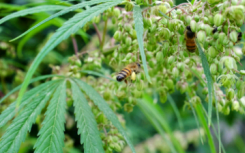 大麻田为强调的蜜蜂提供晚季花粉来源