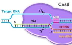 国际杂志Cell上的研究报告有望调整基因编辑工具CRISPR改善其工作效率