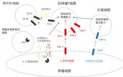 药明生物使用WuXiBody(TM)开发双抗