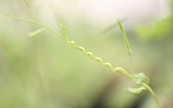 寄生虫控制寄主植物基因