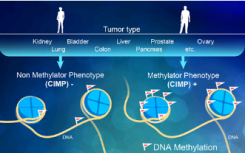 从内到外研究癌症表观遗传密码可以告诉医生疾病
