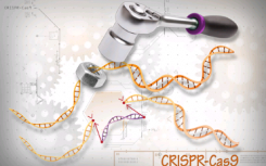 CRISPR实时探测基因组的内部工作原理