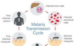 寄生虫的避孕 揭示疟疾的新疫苗目标