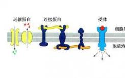 许多蛋白质的功能仍不清楚