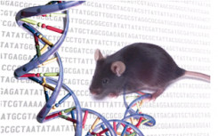 两种基因组内部工作的比较可以更好地使用小鼠模型