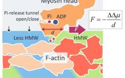 新的分子间表面力揭示了肌动球蛋白的驱动机制