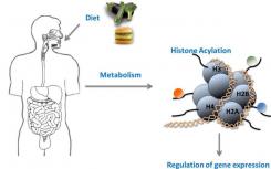 新的组蛋白修饰将代谢与基因活性结合起来