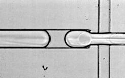 Human Cell Atlas希望揭开隐藏在我们基因中的神秘面纱