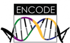 ENCODE RFA扩大努力以了解基因组