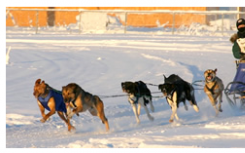 阿拉斯加雪橇犬遗传品种