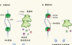 新发现的保护机制可作为细胞应激的第一反应者