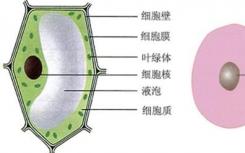 解开植物细胞壁遗传潜力的新方法