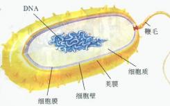 修饰细胞壁可以增加细菌脂质