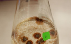 比较真菌分泌物揭示碳化合物降解途径