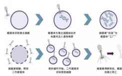 研究人员揭示了HSP90在人类基因  环境相互作用中的作用