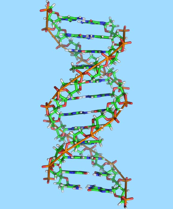 è¯¥å¾æ¾ç¤ºäºDNAåå­çç»æã å¾çæ¥æºï¼Richard Wheeler / CC BY-SA 3.0ã