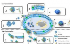 科学家们合成了能够消除丙型肝炎病毒的分子