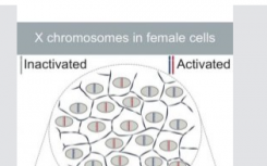 X染色体遗传学如何成为平等主义者