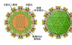 登革热和寨卡病毒家族使用意想不到的方法劫持人类细胞机器