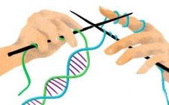 使用酶来控制CRISPR / Cas系统 该酶也控制遗传信息转化为蛋白质