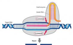 用于基因编辑的抗CRISPR