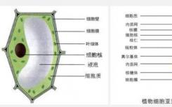 将植物细胞从通才转变为专家