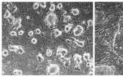 研究人员和合作者为产生最原始类型的干细胞提供了新的基准