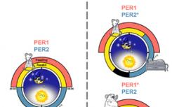 基因被发现与生物钟和饮食时间表有关
