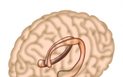 科学家解释记忆是如何结合在一起的