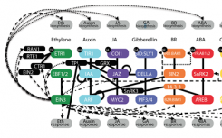 科学家发现了数千种由乙烯气体激活的植物基因