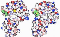 系统生物学研究发现随着年龄增长变得更加稳定的蛋白质