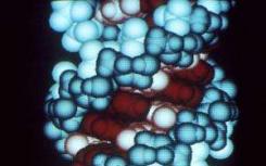 CRISPR工具箱通过蛋白质扩增 以两种不同的方式切割RNA