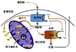 新方法能够对线粒体代谢物进行绝对定量