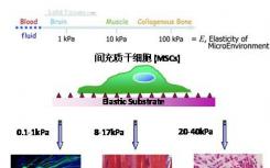 新机制阐明细胞如何迁移