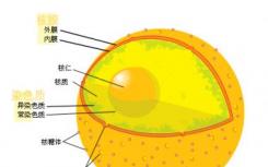 在人类细胞核中发现一种全新的标记