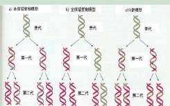 DNA复制和转录过程中的碰撞有助于诱变