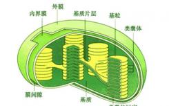 研究人员发现了两种调节叶绿体功能并促进植物存活的氧化还原级联反应