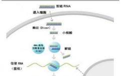 什么是CRISPR 怎么能用它来关闭基因