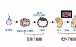 科学家证实重编程的成体干细胞与胚胎干细胞相同