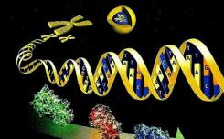 罗格斯研究人员展示了基因激活蛋白的工作原理