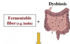 肠道细菌将膳食纤维与肝癌联系起来