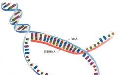 研究人员公布了新的 详细的DNA转录图像