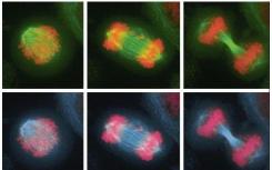 团队研究染色体错误分离