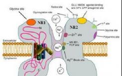 NMDA受体的第一个结构观点将有助于药物开发