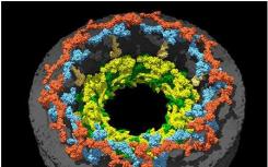 科学家们揭示了核孔内环的结构