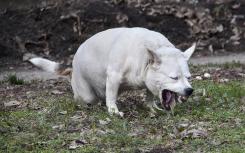 表面突变让犬细小病毒跳到其他物种