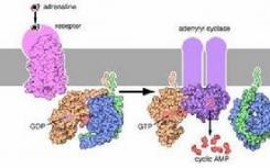打开和关闭特定G蛋白偶联的信号传导途径