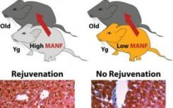 MANF被确定为parabiosis的恢复活力因素