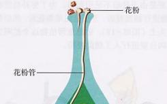 解开未知受体和植物受精机制