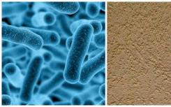 团队解释了重要微生物的较高纤维素分解活性